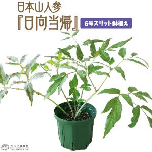 日本山人参/ヒュウガトウキ 苗』「神の草」として珍重され門外不出の