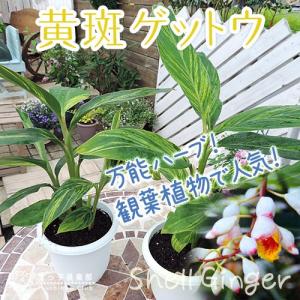 月桃『黄斑ゲットウ』（アルピニア）4号鉢植え