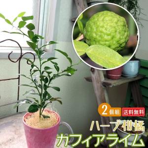 みかん 苗木 こぶみかん （バイマックルー） 7号鉢植え 爆買いweek