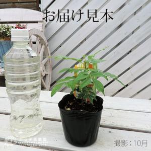 カレーの木 『 カレーリーフ 』 9cmポット...の詳細画像1