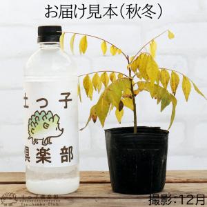 カレーの木 『 カレーリーフ 』 9cmポット...の詳細画像2
