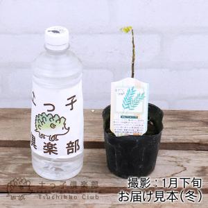 カレーの木 『 カレーリーフ 』 9cmポット...の詳細画像3