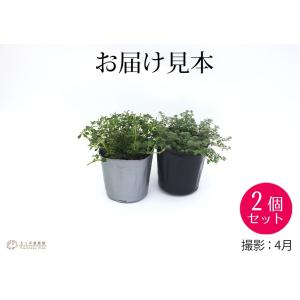 タイム 9cmポット苗 2品種セットの詳細画像1
