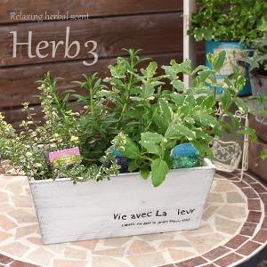 キッチンハーブ 3品種セット IN木製ミニプランター : 花と緑の専門