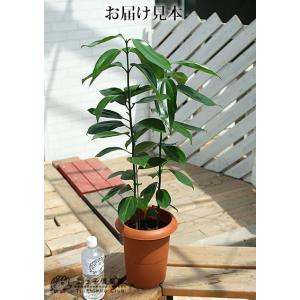 シナモン ( ニッキの木 )7号鉢植えの詳細画像4