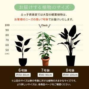 シナモン ( ニッキの木 )7号鉢植えの詳細画像2