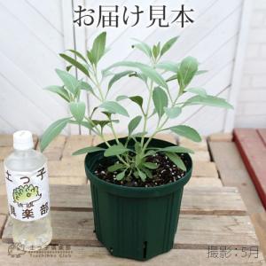 ホワイトセージ 6号スリット鉢植えの詳細画像1