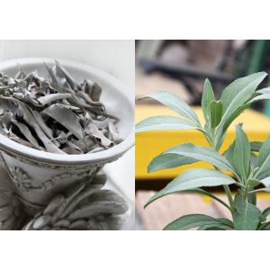 ホワイトセージ 6号スリット鉢植えの詳細画像2