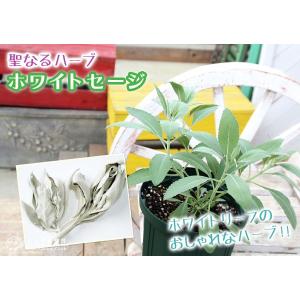 ホワイトセージ 6号スリット鉢植えの詳細画像3