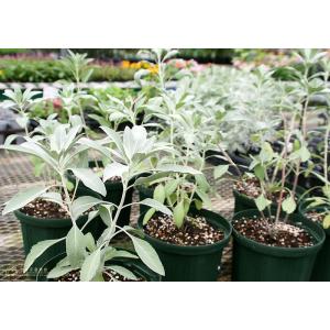 ホワイトセージ 6号スリット鉢植えの詳細画像4