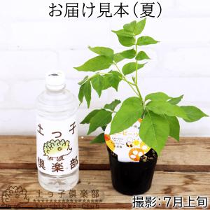 蜜源植物 『 ビービーツリー 』 9cmポット...の詳細画像1