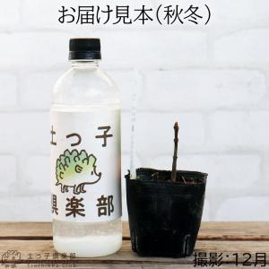 蜜源植物 『 ビービーツリー 』 9cmポット...の詳細画像2