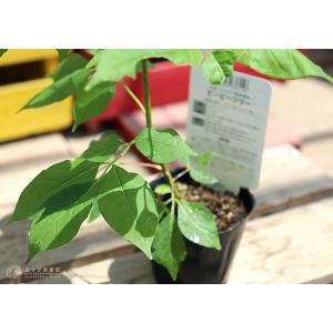 蜜源植物 『 ビービーツリー 』 9cmポット...の詳細画像3