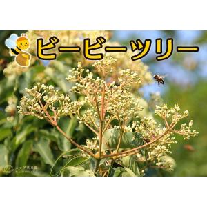 蜜源植物 『 ビービーツリー 』 9cmポット...の詳細画像4