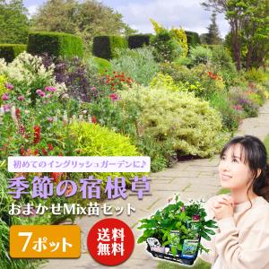 日本花キ流通 芍薬 ミスアメリカ 12cmポット 変わり咲き 日本花キ流通 芍薬 ミスアメリカ 12cmポット 変わり咲き