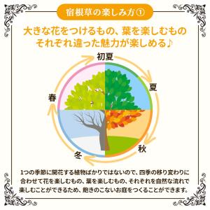 季節の 宿根草 おまかせ 7ポット Mix 苗...の詳細画像2