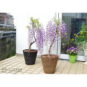 長崎一才藤 ( 花ふじ ) 6号鉢植え 【2個...の詳細画像5