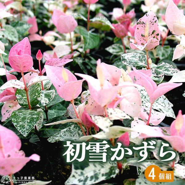 初雪かずら 7〜9cmポット苗 【4個セット】（ ハツユキカズラ ） グランドカバー