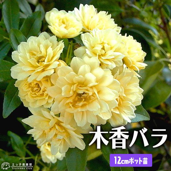 木香バラ （ 黄色 八重咲 ） 12cmポット苗
