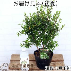 香る花木 『 銀梅花 ( ギンバイカ ) 』 ...の詳細画像1