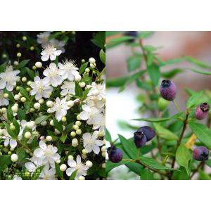 香る花木 『 銀梅花 ( ギンバイカ ) 』 ...の詳細画像3
