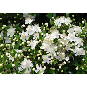 香る花木 『 銀梅花 ( ギンバイカ ) 』 ...の詳細画像4