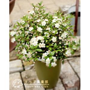 香る花木 『 銀梅花 ( ギンバイカ ) 』 ...の詳細画像5