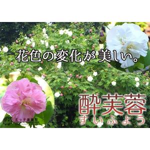 酔芙蓉 (スイフヨウ) 2個セット ( 送料無...の詳細画像5