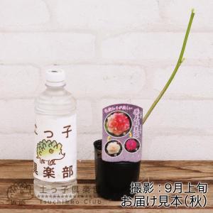 酔芙蓉 ( スイフヨウ ) 9cmポット苗の詳細画像1