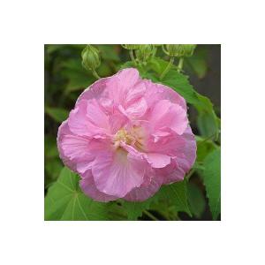 酔芙蓉 ( スイフヨウ ) 9cmポット苗の詳細画像3