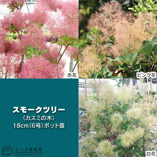 スモークツリー （ カスミの木 ） 18cm （ 6号 ） ポット苗