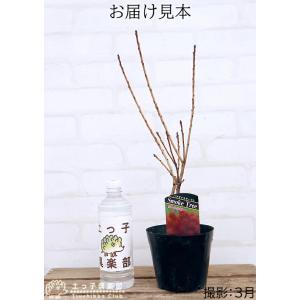 スモークツリー ( カスミの木 ) 13.5c...の詳細画像1