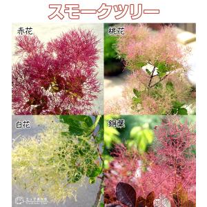スモークツリー ( カスミの木 ) 13.5c...の詳細画像2