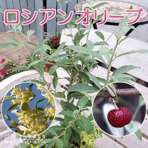 ロシアンオリーブ （ 細葉グミ ） 10.5cmポット苗