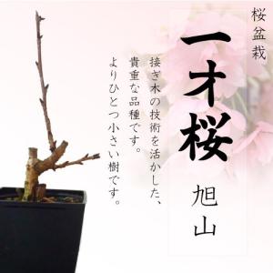 桜盆栽　一才桜　旭山（あさひやま）