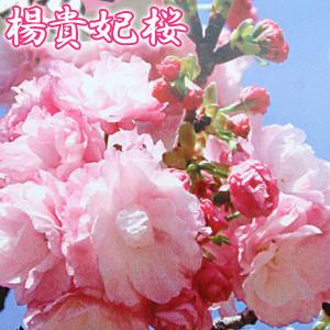 八重しだれ桜 （ ピンク ） 接ぎ木 4号鉢植え 八重紅枝垂 : 花と緑の