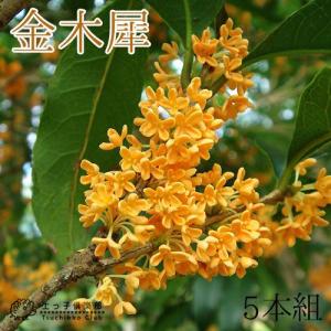 金木犀〜きんもくせい〜 : 花じょう園シヨツプ - 通販 - Yahoo