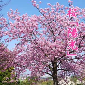 桜 『 陽光 』 接ぎ木 10.5cmポット 苗木｜produce87