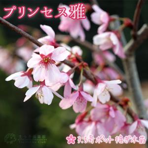 桜 『 プリンセス雅 （ 雅桜 ）』 接ぎ木 10.5cmポット 苗木｜produce87