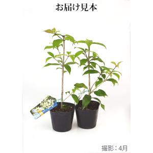 ギンモクセイ (銀木犀) 2個セット 10.5...の詳細画像1