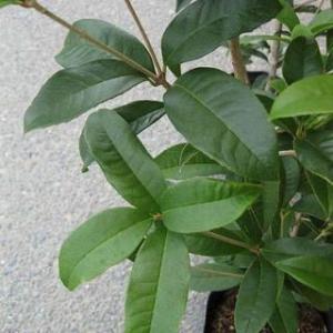 ギンモクセイ (銀木犀) 2個セット 10.5...の詳細画像4
