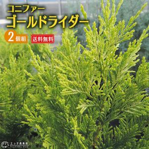 コニファー 『 ゴールドライダー』 2個セット （  ）