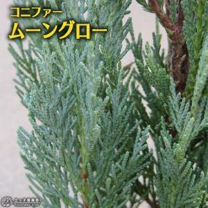 ムーングロー 10号 コニファー 観葉植物 インテリア 鉢植え