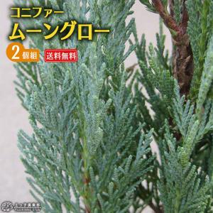 コニファー 『 ブルーアイス 』 12cm〜15cmポット苗 : 花と緑の専門店