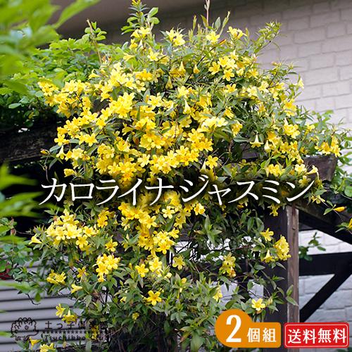 カロライナジャスミン 2個セット （ 送料無料 ）10.5cmポット苗
