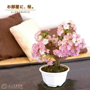 桜盆栽 一才桜 『 旭山 ( あさひやま )』の商品画像