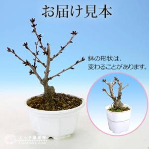 桜盆栽 一才桜 『 旭山 ( あさひやま )』...の詳細画像1