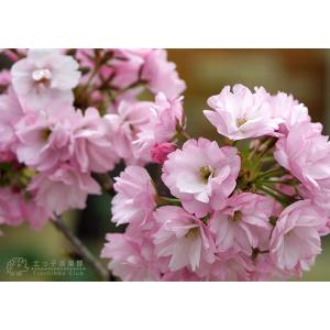 桜盆栽 一才桜 『 旭山 ( あさひやま )』...の詳細画像4