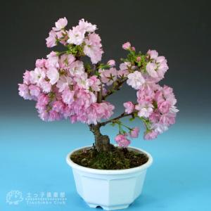 桜盆栽 一才桜 『 旭山 ( あさひやま )』...の詳細画像5