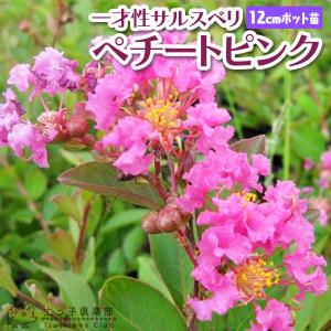 サルスベリ 『 ペチートピンク 』 一才性 12cmポット苗